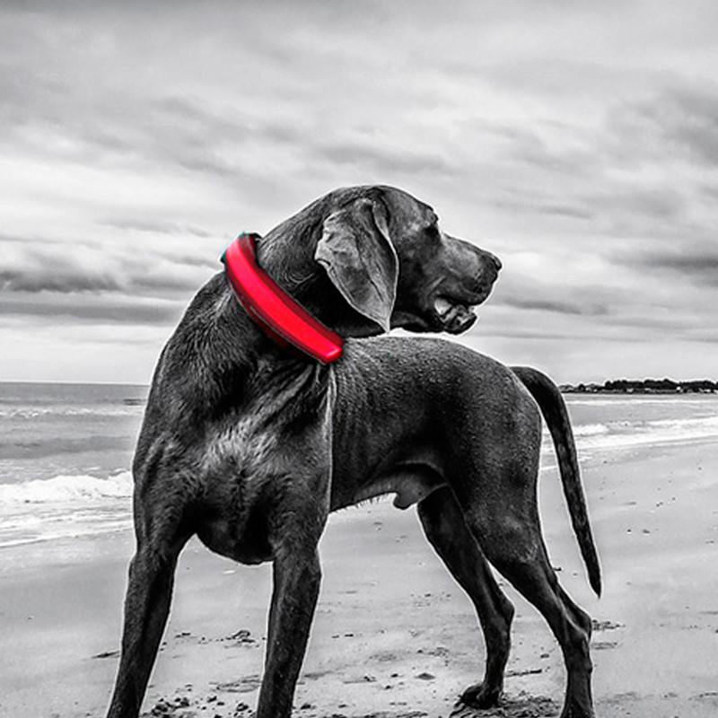 Led γιακά σκύλου με πολύχρωμο ελαφρύ νυχτερινό φωτισμό για βόλτες ρυθμιζόμενα νάιλον κολιέ με φως