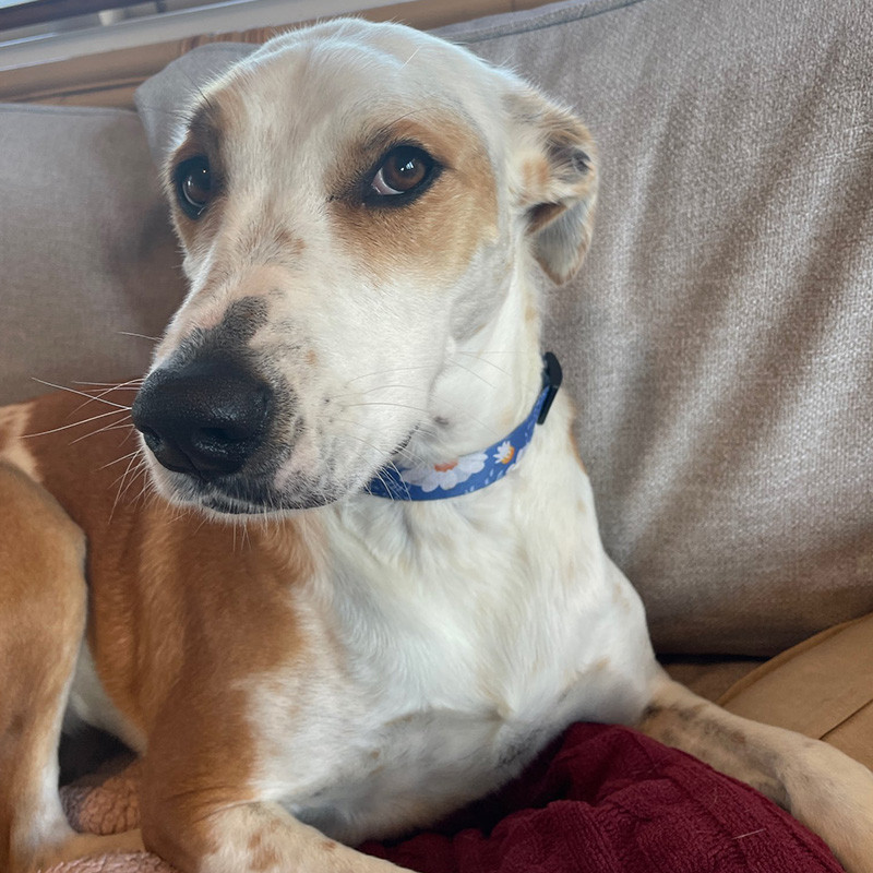 New Fashion Bohemian printed κολάρα σκυλιών Ρυθμιζόμενα ανθεκτικά αφαιρούμενα γεωμετρικά μοτίβα κολιέ με βρόχο προμήθειες για κατοικίδια Αξεσουάρ