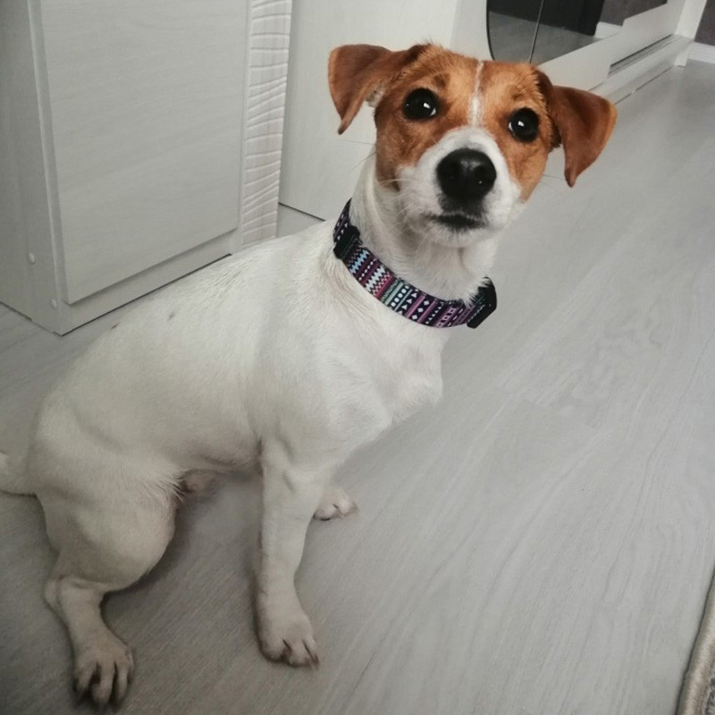 New Fashion Bohemian printed κολάρα σκυλιών Ρυθμιζόμενα ανθεκτικά αφαιρούμενα γεωμετρικά μοτίβα κολιέ με βρόχο προμήθειες για κατοικίδια Αξεσουάρ