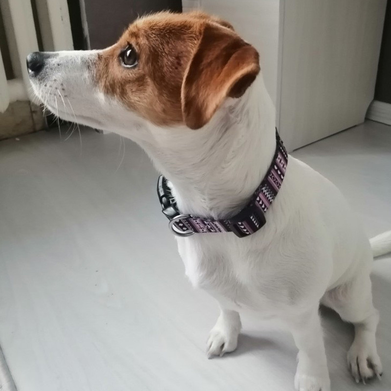 New Fashion Bohemian printed κολάρα σκυλιών Ρυθμιζόμενα ανθεκτικά αφαιρούμενα γεωμετρικά μοτίβα κολιέ με βρόχο προμήθειες για κατοικίδια Αξεσουάρ