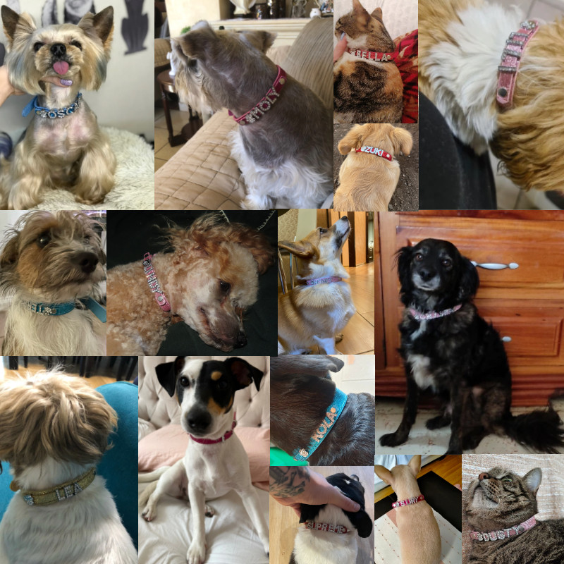 Personalizirana ogrlica za pse Bling Rhinestone DIY imena Puppy Cat Kožne ogrlice Mali veliki psi Ogrlica Besplatno ime Dodaci za kućne ljubimce