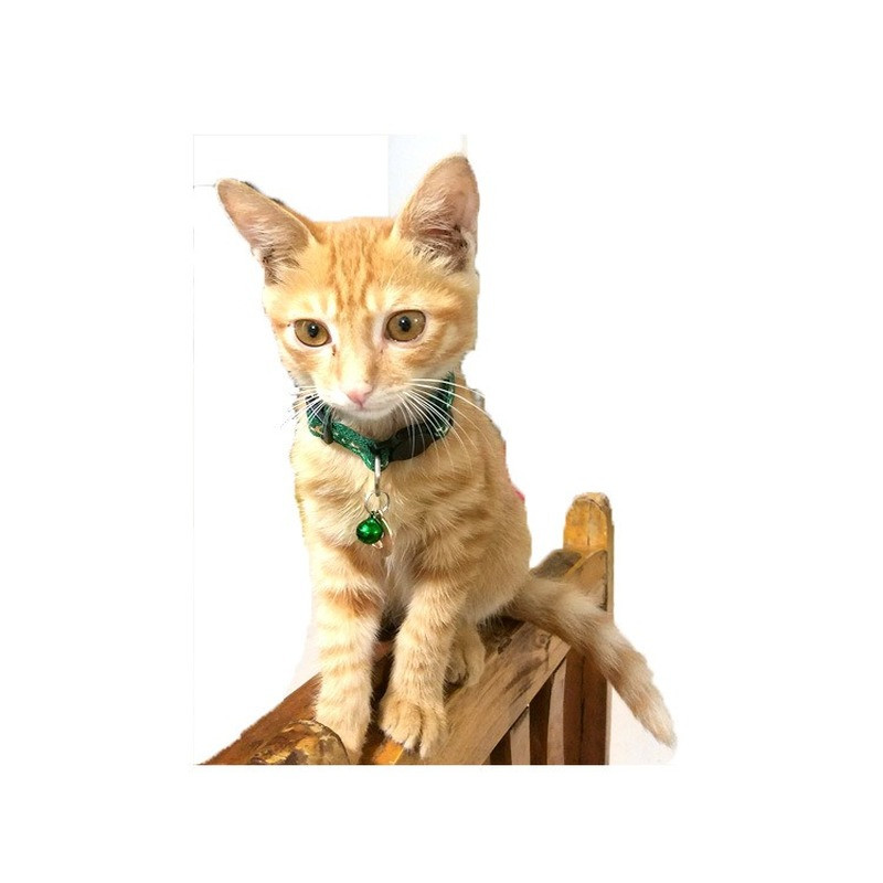 Svjetleća ogrlica za pse Moon Star Print Ogrlica za mačke Mačka s kopčom Ogrlica zvono Artikal Ogrlica za pse Mačka Personalizirani ošejnik za psa