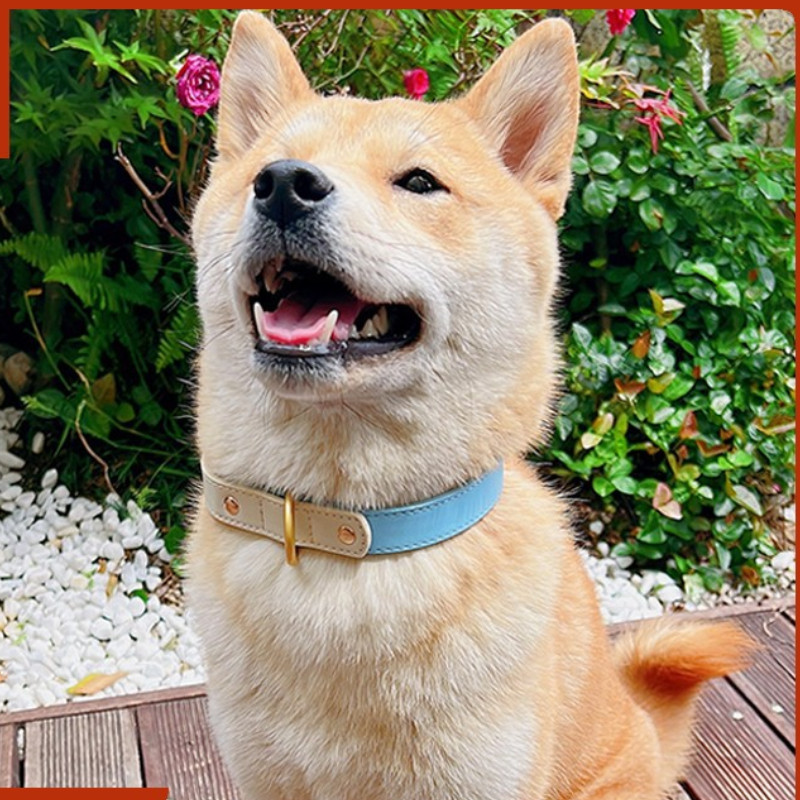 Oprema za kućne ljubimce Ružičasti i plavi šavovi Ogrlica za kućne ljubimce Putna ogrlica za vuču za pse Srednji i veliki psi Dodaci za kućne ljubimce za male pse