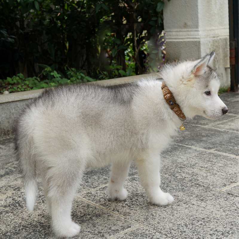 Suņa kaklasiksna Pet neilona kaķa kaklasiksna ar Bell Perro kucēnu suns izšūtu kaklasiksnu Pūdelis Pitbull Beagle mazam un vidējam sunim