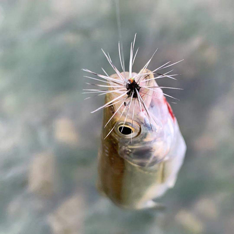 Wifreo 6 DB Griffith`s Gnat Midge Fly Dry Fly Trout Fly Fishing Fly Csali Méret 14 16 18 20