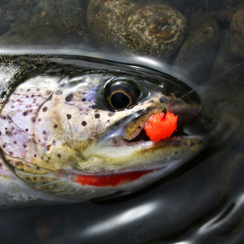 Wifreo 50Pc 8mm 10mm Πολύχρωμη Συνθετική Μύγα Ψαρέματος Υλικό Δέματος Αυγά Αυγοτάραχο Μίμηση Πέστροφας Σολομός Ψάρι Δόλωμα Φυσικά θέλγητρα ψαρέματος