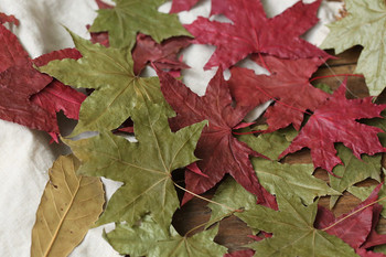 Естествени кленови листа, сухи листа, есенна есенна зеленина, червен оригинален цвят за фотографски реквизит Аксесоари за фотостудио Декорация