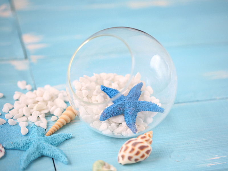 Izvrsni ukrasi Prirodne školjke Simulacija školjke Smola Morska zvijezda Plavi pijesak Plaža Zanat za foto pozadinu Rekviziti za fotografije