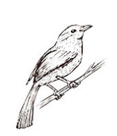 Jauki vāveres dzīvnieku roņi DIY Dekorācijas zīmogs Koka gumijas zīmogi Scrapbooking žurnālu dienasgrāmatas kancelejas preces standarta zīmogs