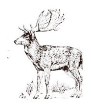 Jauki vāveres dzīvnieku roņi DIY Dekorācijas zīmogs Koka gumijas zīmogi Scrapbooking žurnālu dienasgrāmatas kancelejas preces standarta zīmogs