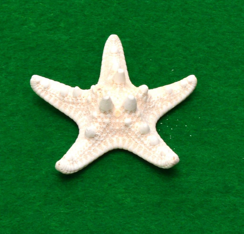 Декорация Ahelos, Морска звезда, Естествена, 6 см
