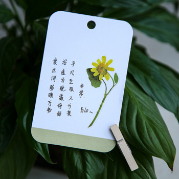 Mr.paper 2 Styles 40Pcs/Bag Fresh Flower Stickers Ins Style Cute Hand Account Material Αυτοκόλλητα Διακοσμητικά αυτοκόλλητα χαρτικά