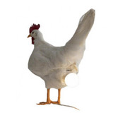 Tyúkok Tojások Dekoratív Éjszakai Fények Csirke tojás Lámpa Taxidermia Szimulált Állat Vicces Húsvéti Lakberendezés Lakásdekoráció