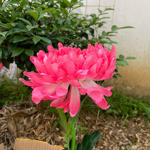 Napelemes krizantém kültéri kerti pázsit lámpa IP65 vízálló virágok ösvény lámpa terasz udvar zöldséges kert ünnepi dekoráció