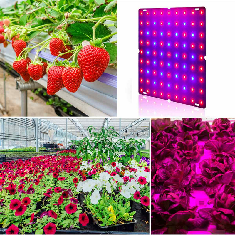 Lumină de creștere LED 2000W 3000W 81 LED-uri / 169 LED-uri Phytolamp cu spectru complet 1 comutator de mod Veg Bloom Lampă de interior pentru creșterea plantelor
