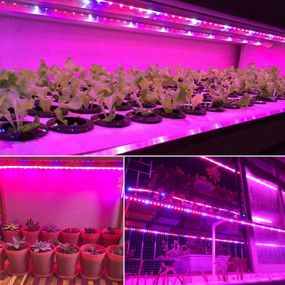 5M vízálló LED fitolámpák szalag teljes spektrumú LED növekedési lámpa szalag beltéri fito lámpa virágokhoz zöldség magvak palánta lámpa
