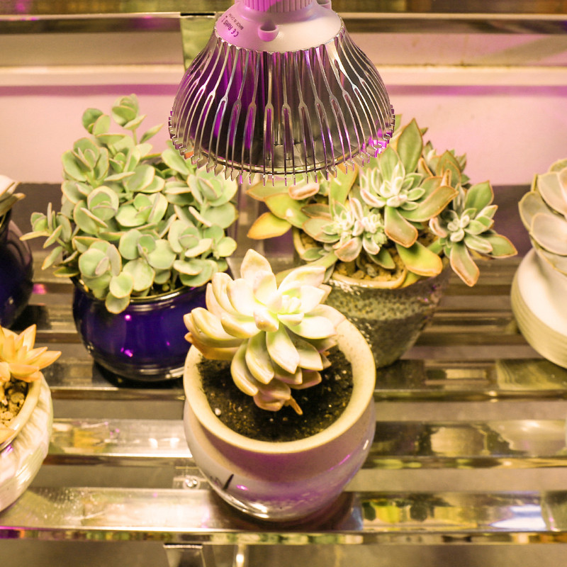 78 LED taime fütolamp 50 W kasvuvalgus täisspektriga sooja kasvu lambipirn lilleseemnete jaoks siseruumides kasvatamiseks