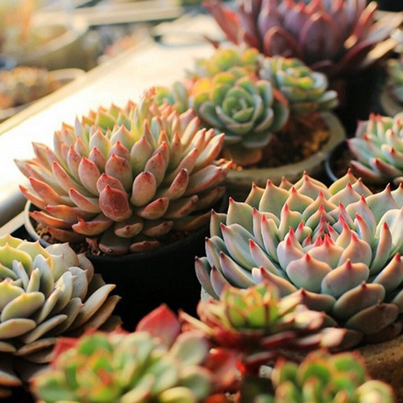 USB Plant Grow Light Tube LED beltéri hidroponikus virágos növénytermesztő lámpa 10W 14vörös 7kék DC5V teljes spektrum