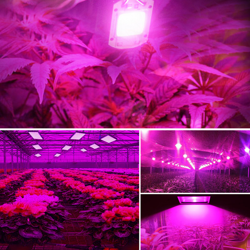 50 W 70 W 100 W LED augšanas gaisma COB mikroshēma, pilns spektrs augiem, kas aug iekštelpās, telts kastes metināšanai bez maiņstrāvas 220 V 110 V fitolampa