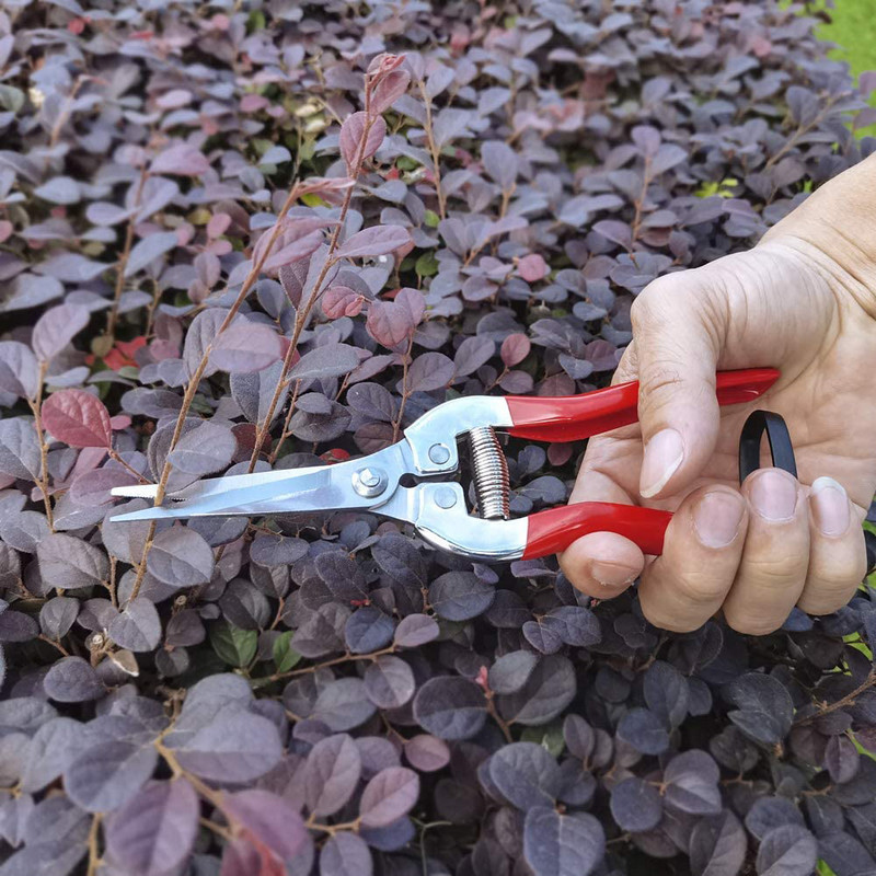 Dārzkopības rokas griezējs Dārza šķēres Atzarošanas šķēres Mikrouzgali Atzarošanas grieznes Lapu trimmeris Taisnas florista šķēres augiem