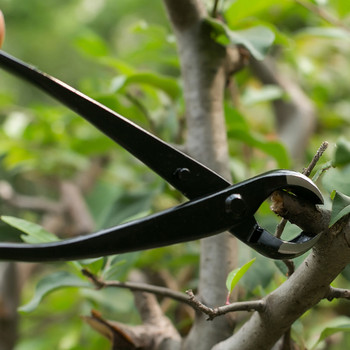 210 χιλιοστά Bonsai Knob Cutter Εργαλεία κηπουρικής Εργαλεία συντήρησης κλάδων Styling Πένσα κλαδέματος με στρογγυλή μύτη Εργαλεία μπονσάι κήπου