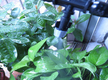10 PCS Сива дюза за пръскане с 4 / 7 мм тройник Нанасяне Поливане Пръскане върху растения Радиус на пръскане 0,6-0,9 м висококачествена дюза за пръскане