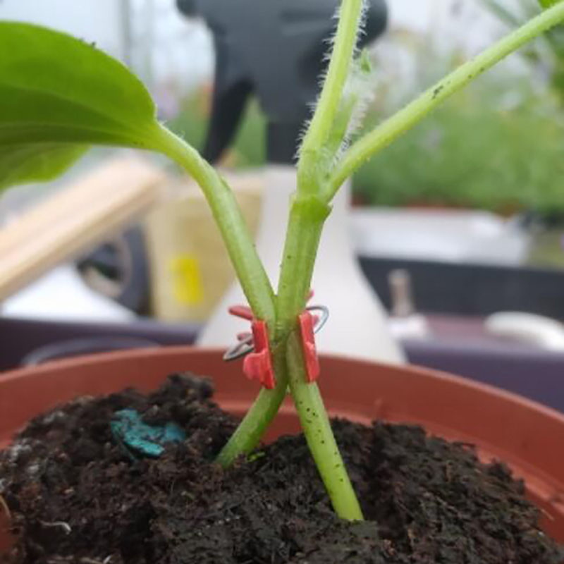 10/50 tk Aia pookimise klambrid plastist taime tugiklambrid kukkumisvastased pookimisklambrid viinamarjade köögiviljade jaoks tomatid arbuus kõrvits