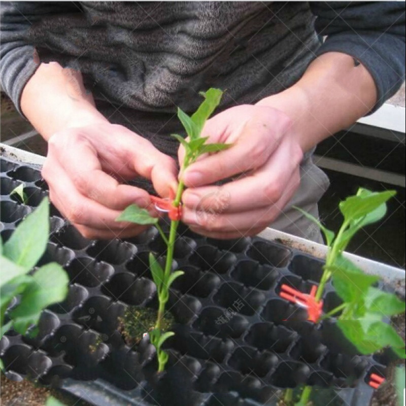 50 vnt skiepijimo spaustukai patvarūs gėlių narveliai ir augalų laikikliai, daržovės apvalūs plokšti plastikiniai metaliniai daugkartiniai žemės ūkio įrankiai