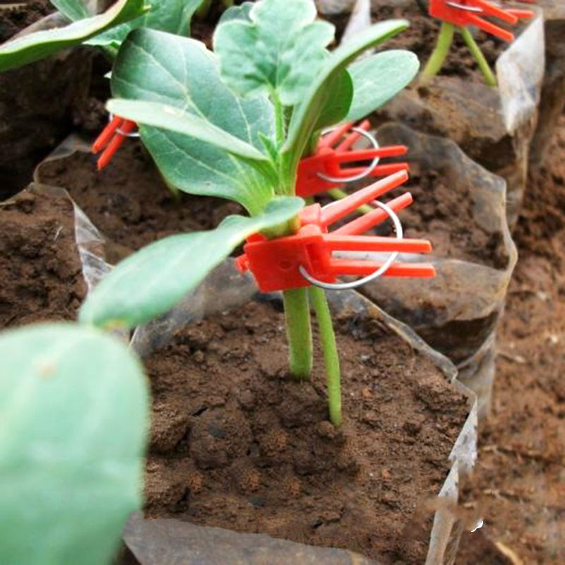 50 vnt skiepijimo spaustukai patvarūs gėlių narveliai ir augalų laikikliai, daržovės apvalūs plokšti plastikiniai metaliniai daugkartiniai žemės ūkio įrankiai