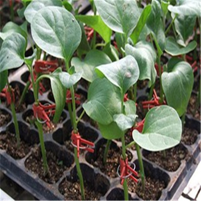 50 vnt skiepijimo spaustukai patvarūs gėlių narveliai ir augalų laikikliai, daržovės apvalūs plokšti plastikiniai metaliniai daugkartiniai žemės ūkio įrankiai