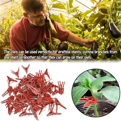 50PCS Plants Graft Clips Πλαστικά εργαλεία κήπου για αγγούρι μελιτζάνα καρπούζι Στρογγυλό στόμα Επίπεδο στόμα Αντιπτωτικό σφιγκτήρα