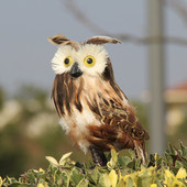 Szimulációs bagolyszobor Kézzel készített habtoll díszek Műmadarak otthoni asztali dekorációhoz Kerti kültéri fadíszek