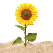 Saulespuķu pagalma staba dekors Dārza saulespuķu dekors Saulespuķu dārza iekšpagalms Zālāja pagalma staba āra dārza dekors dārzam