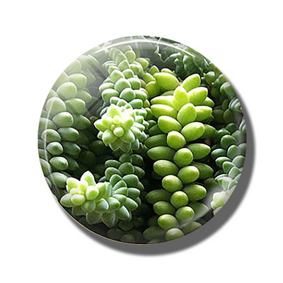 Gėlių 30 mm stiklinis šaldytuvo magnetas rožių kiaulpienių aguonų lotoso vyšnių žiedų orchidėjų margalapių lenta šaldytuvo magnetai