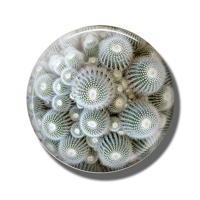 Gėlių 30 mm stiklinis šaldytuvo magnetas rožių kiaulpienių aguonų lotoso vyšnių žiedų orchidėjų margalapių lenta šaldytuvo magnetai