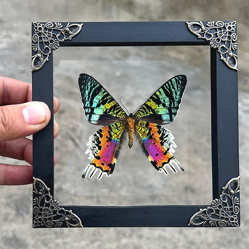 18*18cm puidust pildiraamid 3D ujuvad näidised varjukasti lasteaia vitriinide raam rippuv pilt lauaplaadi seinakaunistus