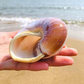 Seashell Раковина Хляб Охлюв Естествен средиземноморски домашен аквариум Колекционерски предмети Играчки 5-7 см декорация Подарък Орнаменти Коледа O2J3