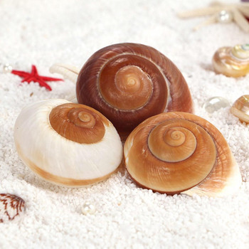 Κοχύλι Conch Bread Snail Natural Mediterranean Home Aquarium Συλλεκτικά Παιχνίδια 5-7cm Διακόσμηση Δώρο Στολίδια Χριστουγεννιάτικα O2J3