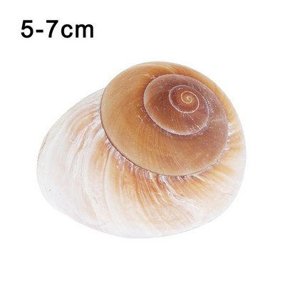 Seashell Раковина Хляб Охлюв Естествен средиземноморски домашен аквариум Колекционерски предмети Играчки 5-7 см декорация Подарък Орнаменти Коледа O2J3