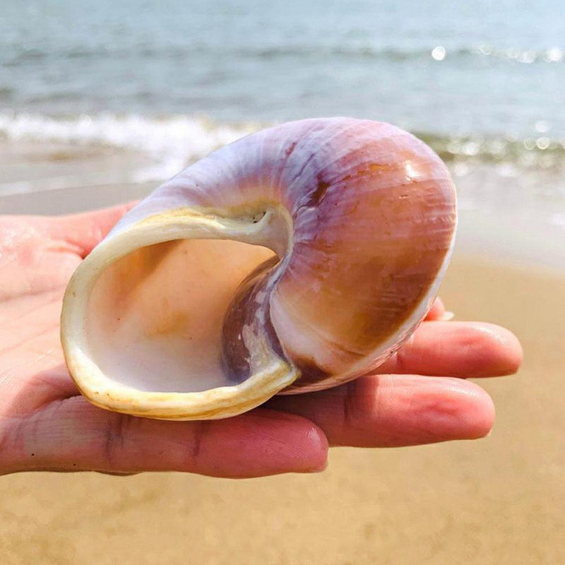 Seashell Раковина Хляб Охлюв Естествен средиземноморски домашен аквариум Колекционерски предмети Играчки 5-7 см декорация Подарък Орнаменти Коледа O2J3