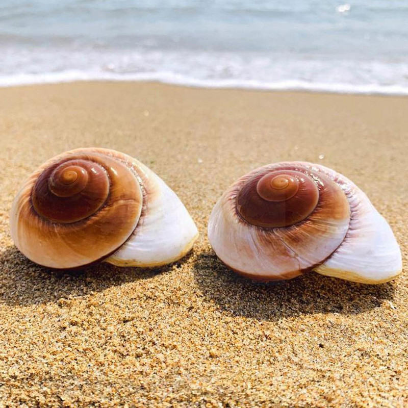 Seashell Раковина Хляб Охлюв Естествен средиземноморски домашен аквариум Колекционерски предмети Играчки 5-7 см декорация Подарък Орнаменти Коледа O2J3