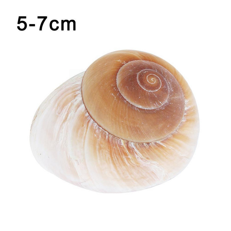 Seashell Раковина Хляб Охлюв Естествен средиземноморски домашен аквариум Колекционерски предмети Играчки 5-7 см декорация Подарък Орнаменти Коледа O2J3