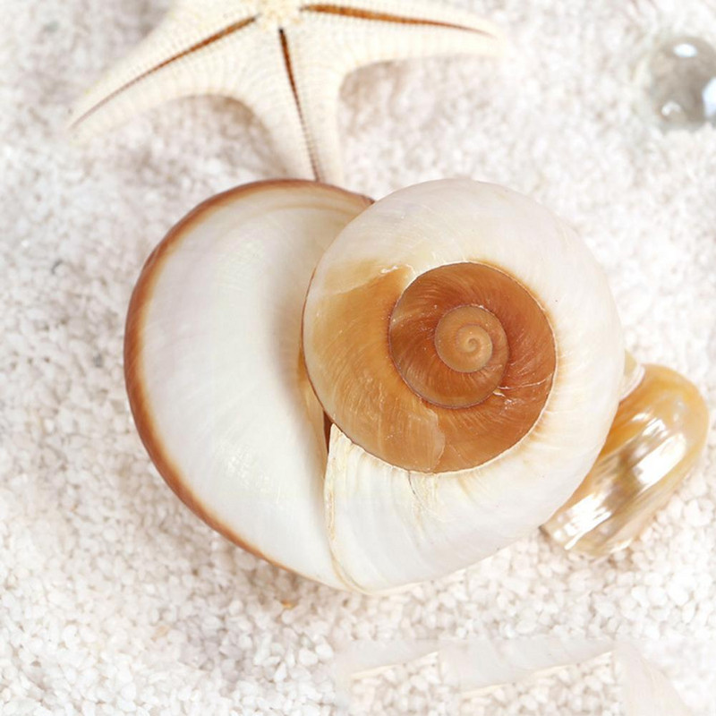Seashell Раковина Хляб Охлюв Естествен средиземноморски домашен аквариум Колекционерски предмети Играчки 5-7 см декорация Подарък Орнаменти Коледа O2J3