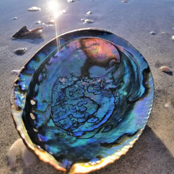 12-13 εκ. Φυσικό κοχύλι Abalone Μεγάλα κοχύλια Ναυτικά Διακοσμήσεις Τοίχων Σπίτι Σαπουνάκι Δημιουργικό DIY Fish Tank Ενυδρείο Τοπίο