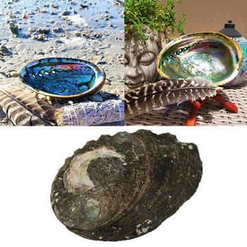 12-13 см естествена черупка от морски ухото Големи миди Морски домашни декорации за стени Сапунерка Творчески Направи си сам Fish Tank Аквариум Пейзаж