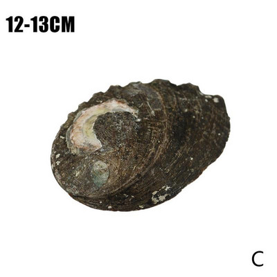 12-13 см естествена черупка от морски ухото Големи миди Морски домашни декорации за стени Сапунерка Творчески Направи си сам Fish Tank Аквариум Пейзаж