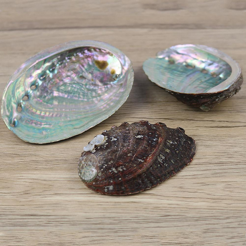 12-13 см естествена черупка от морски ухото Големи миди Морски домашни декорации за стени Сапунерка Творчески Направи си сам Fish Tank Аквариум Пейзаж