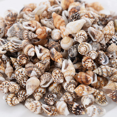 Горещи разпродажби естествени мъниста с форма на малка раковина, мъниста с черупки, дистанционни мъниста за изработка на бижута Направи си сам модни колиета, гривни, аксесоари