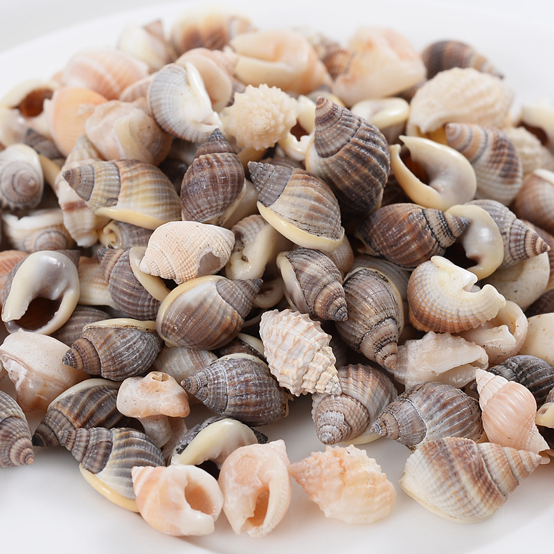 Горещи разпродажби естествени мъниста с форма на малка раковина, мъниста с черупки, дистанционни мъниста за изработка на бижута Направи си сам модни колиета, гривни, аксесоари