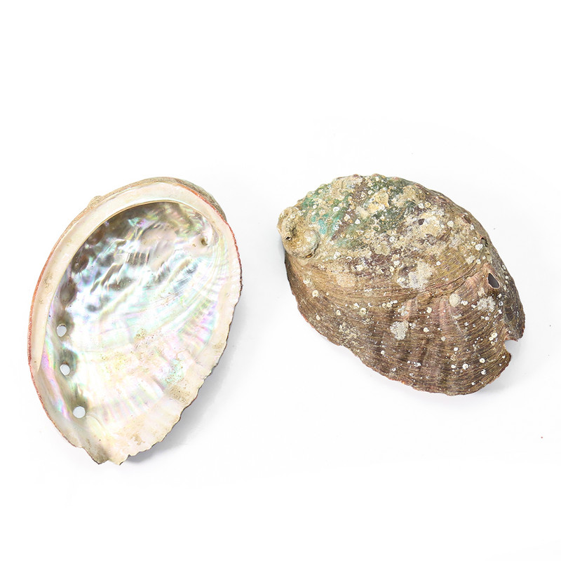 5PC Real Rainbow Abalone Shell Навигационен образец Fish Tank Aquaria Озеленяване Орнаменти Sage Divination Йога Медитация Декор